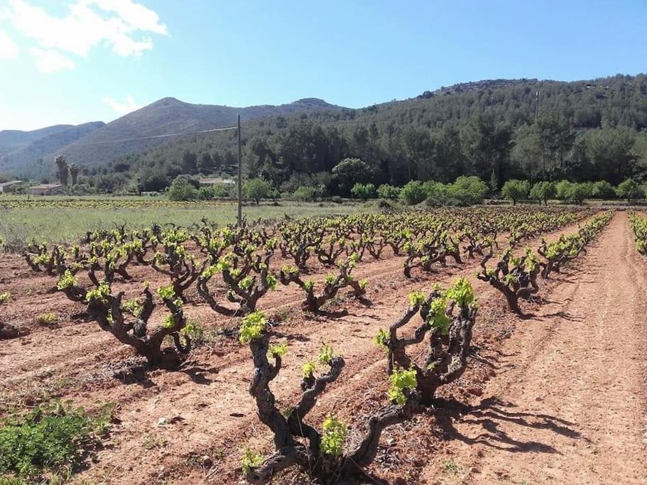 One Bed Apartment Overlooking Jalon Valley, Costa Blanca Alcalalí Buitenkant foto